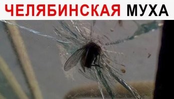Муха помогла гольфисту попасть в лунку