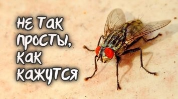 Муха помогла гольфисту попасть в лунку
