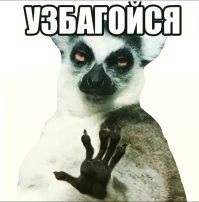 Как взвесить детёныша коалы без стресса