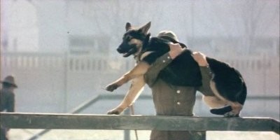 Собаки в 6 популярных советских фильмах: кто сыграл четвероногих героев