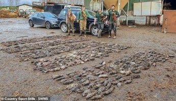 Да я Вас умоляю! Подвальным кошкам пофиг на подвальных же крыс, а в некоторых случаях они вообще прекрасно уживаются и жрут из одной миски. Дикая крыса -- противник сильный, хитрый и потому опасный, а зачем кошке рисковать своей шкурой, если жратвы и так в избытке. И даже если её не кормить вовсе, ей проще прогуляться до помойки, ну или поймать жирного голубя, чем воевать с крысой.
Пиндосы на эту тему целое исследование замутили, полюбопытствуйте, если интересно.


Главные враги крыс -- собаки. Когда англичане придумали забавлять себя травлей крыс, они использовали для этого отнюдь не кошек, а мелких терьеров. К слову и сейчас там есть бригады крысоловов с обученными терьерами, которые работают по вызову на фермах.