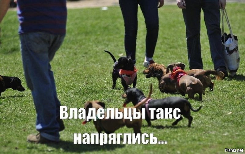 В подмосковных аэропортах начали штрафовать таксистов-зазывал