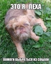 Пёс с грустным «человеческим лицом»