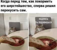 Кошка проучила девушку, дразнившую её макаронами в ресторане