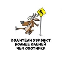 Вообще-то, олени сами убиваются, только по какой-то непонятной логике, их смерть вешают на водителей.