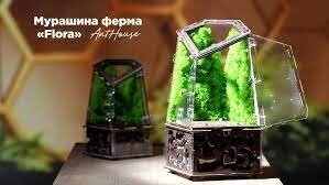 Чувак купил муравьиную ферму?