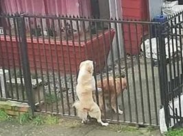 Ужин через границу: Китай и Вьетнам делят еду и традиции