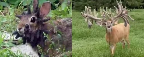 Недавно зайцы с рогами тут были, теперь олени-кактусы! Куды катимся!?