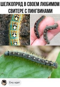 30 удивительных насекомых, которых не стоит бояться