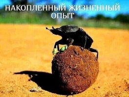 30 удивительных насекомых, которых не стоит бояться