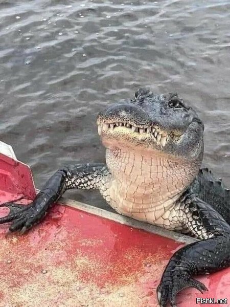 Чё смотришь, Чебурашку зови.