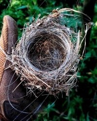 Птицы адаптируются к окружающей среде! По осени собираю старые гнёзда на даче, после того как птенцы встали на крыло и улетели на юг! Нахожу в можжевельниках, в елях,  
в дровах и сжигаю! Птицы в старые гнёзда не селятся, приходится уничтожать! Так вот, птицы научились вплетать в гнёзда нитки от синтетических мешков и кусочки старых синтетических жгутов! Синие, белые, зелёные!))
А на СВО птицы вьют гнёзда из оптоволокна!)