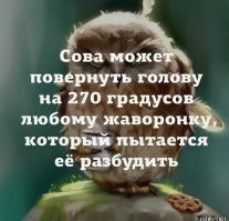 Сорока разбудила филина