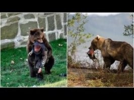 В США семья приютила маленького медвежонка, который отбился от семьи