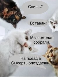 Кошатницы — извращенки с поломанной психикой: чиновник предлагает лимит на питомцев