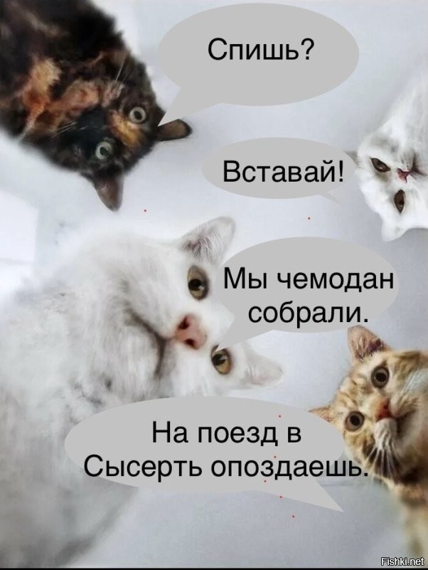 Кошатницы — извращенки с поломанной психикой: чиновник предлагает лимит на питомцев