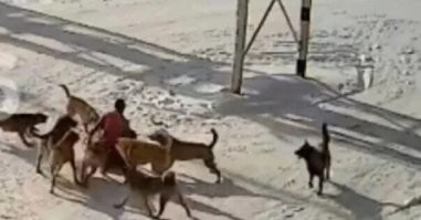 Надо было дождаться пока щенки повзрослеют