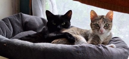 котэ одобряют!