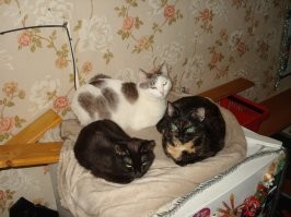 у мя 2 кошки и 1 кот)
