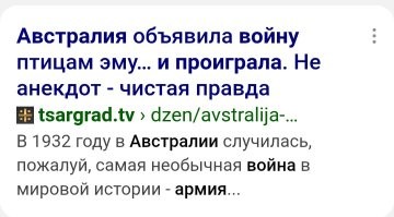 Страусам нужно брать пример со своих австралийских родственников.