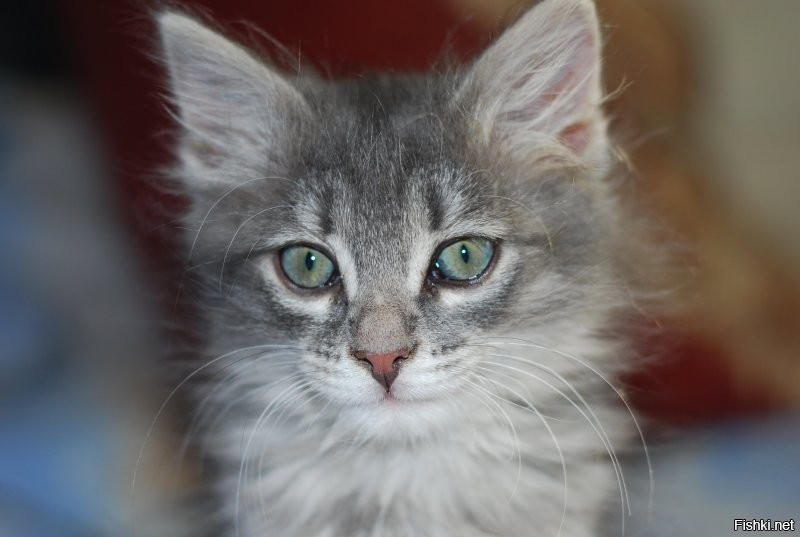 Откуда фото моего Котейки взял?