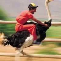 Пенсионерам трудно ходить, у них больные ноги
Если бы у каждого было по страусу, то это решило бы проблему. Кроме того, это эко-френдли