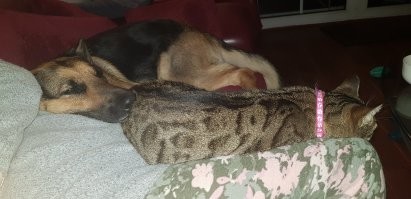 У нас ещё два кота, но дружба только с кошкой.  Девочки, одним словом...