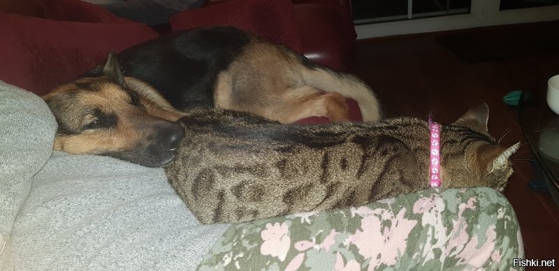 У нас ещё два кота, но дружба только с кошкой.  Девочки, одним словом...