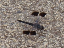 30 удивительных насекомых, которых не стоит бояться