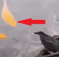 А эту слабо поймать и скушать?