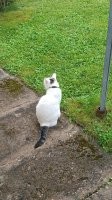 Что там делает мой кот ?