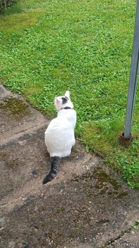 Что там делает мой кот ?