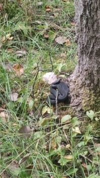 А в Л.О. наоборот, вот.