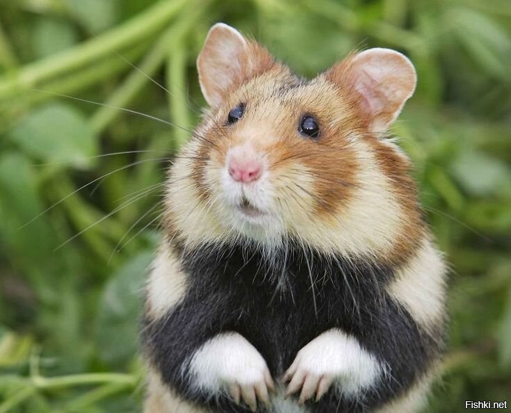 Солянка от 27.08.2025