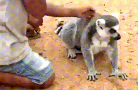 Давай ещё гладь!