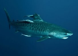 Акула на видео, судя по окраске и форме головы, скорее китовая, а не тигровая. Эта акула безопасна ждя человека, так как питается планктоном. Не то что кататься, но и трогать её нельзя, так как это повреждает её кожу. 
А тигровая акула очень опасная, резкая и быстрая рыбина. Она не позволит так кататься на себе, а лмбо сразу уйдёт, либо нападёт.

Вот тигровая акула, китовая и акула в видео: