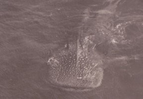 встречался с  китовой акулой лично в Индийском океане в 1980 году,когда был на боевой...(фото оригинальн0е)