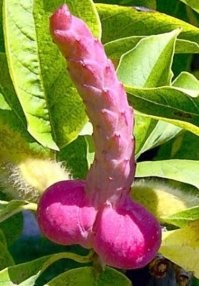 Странные растения