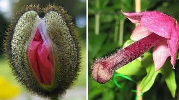 Странные растения