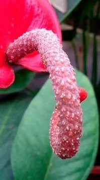 Странные растения