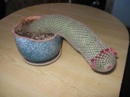 Странные растения