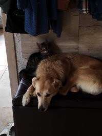 Котенок у нас меньше месяца, а собака три года