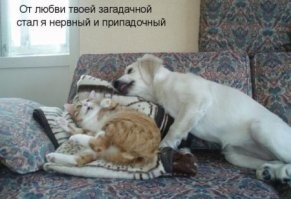 Трогательные моменты общения кошек и собак
