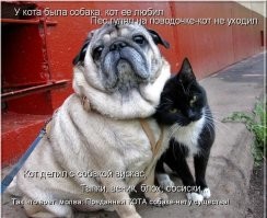 Трогательные моменты общения кошек и собак