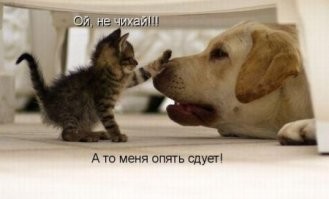 Трогательные моменты общения кошек и собак