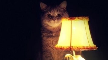 ну и кто за тебя про котика помнить должен!?