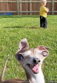 30 смешных моментов, когда питомцы влезли в кадр и перетянули всё внимание на себя