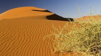 Кактусы? Да это нежнейший деликатес, сродни мармеладу!
Вы верблюжью колючку видели?