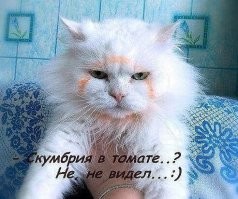 17 фотографий дерзких животных, которые решили показать всем окружающим, кто здесь самый главный