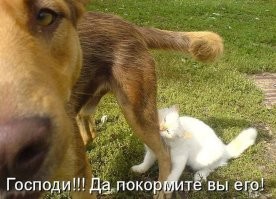 17 фотографий дерзких животных, которые решили показать всем окружающим, кто здесь самый главный